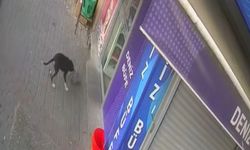 Komşusundan şüphelenen esnaf şoka uğradı! Hırsız beslediği köpek çıktı