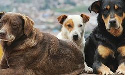 Sokak köpekleri saldırarak hayat kurtardı! Bu seferki çok farklı