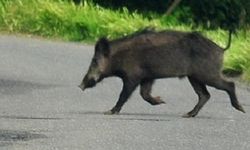 Trafikte dev domuz alarmı! Sürücüler büyük korku yaşıyor