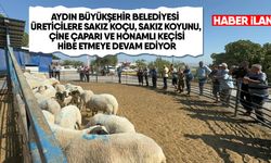 AYDIN BÜYÜKŞEHİR BELEDİYESİ ÜRETİCİLERE SAKIZ KOÇU, SAKIZ KOYUNU, ÇİNE ÇAPARI VE HONAMLI KEÇİSİ HİBE ETMEYE DEVAM EDİYOR