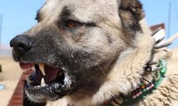 Şehrin göbeğinde kangal dehşeti! Cins köpeği öldürdü, sahibi yoğun bakıma kaldırıldı