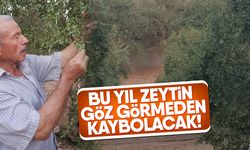 Bu yıl zeytin göz görmeden kaybolacak!