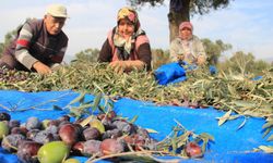 Bu yıl zeytin hayal oldu! Uygun fiyata zeytin bulunamayacak