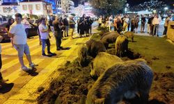 Kuşadası’nda aç kalan domuzlar şehir merkezini bastı