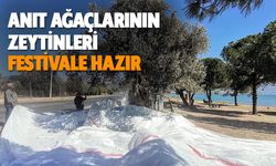 Anıt ağaçlarının zeytinleri festivale hazır