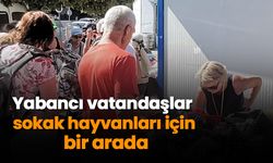 Yabancı vatandaşlar sokak hayvanları için bir arada