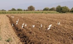 Aydın'da çiftçilere kuş desteği! Tarladaki büyük problemi ortadan kaldırıyorlar