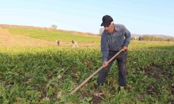 Aydınlı çiftçilere müjde! Paralar hesaplara yattı