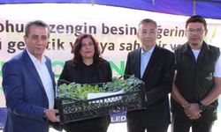 Büyükşehir Belediyesi zeytinyağı üreticisini bu yıl da destekliyor