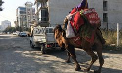 Aydın'da deve şaşkınlığı! Araçlara bağlanıp kilometrelerce yol yürütülüyorlar