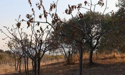 Aydın'da kuraklık felaketi! Zeytin ve incir ağaçları kuruyor