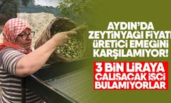 Aydın’da zeytinyağı fiyatı üretici emeğini karşılamıyor! 3 bin liraya çalışacak işçi bulamıyorlar