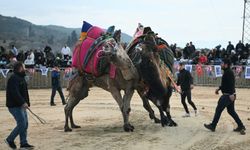 Kuşadası'nda 6 yıl aranın ardından deve güreşi heyecanı yaşandı