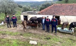 Çine’de çalınan hayvanlar Efeler’de bulundu