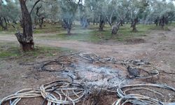 Aydın'daki zeytinlikte utanç verici olay! Jandarma hemen müdahale etti