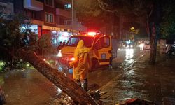 Nazilli’de ağaç devrildi! Yol trafiğe kapandı