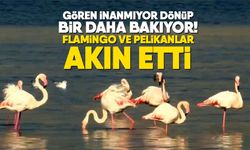 Gören inanmıyor dönüp bir daha bakıyor! Flamingo ve pelikanlar akın etti