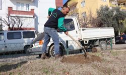 Nazilli Belediyesi’nden parklarda bakım ve ağaç dikim çalışması