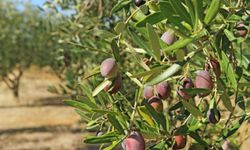 Zeytin için seferberlik! Verimi bu şekilde arttırıyorlar