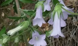 Kuşadası’nda yeni bir bitki türü keşfedildi! Dünyaya tanıtılacak