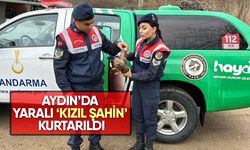 Aydın’da yaralı ‘Kızıl Şahin’ kurtarıldı