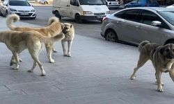 Bu talimat uygulanırsa sokakta köpek kalmayacak! 81 ilin valiliğine gönderildi