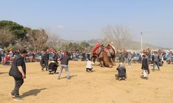 Pehlivan develer arenaya çıktı