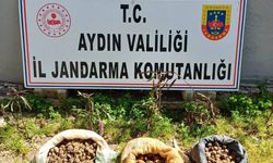 Aydın’da doğaya zarar verenler cezasız kalmadı! 10 kg salep toplarken yakalandılar