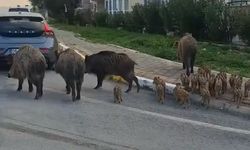 Aç kalan domuz ailesi Kuşadası merkeze indi! Çevredekiler korku dolu anlar yaşadı