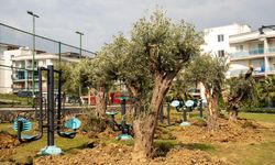 Kuşadası’nda 1137 ağaç yer değiştirdi