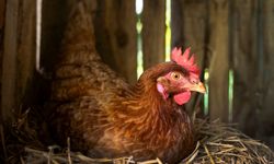 Tavuğun yumurtasını görenler gözlerine inanamadı! Böylesiyle ilk kez karşılaşılıyor