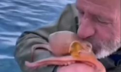 Aydınlı balıkçının ahtapot sevgisi: Öptü, sevdi, denize bıraktı