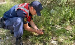 Aydın’da yavru karga kurtarıldı