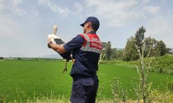 Yaralı bulundu, 3 ay sonra özgürlüğüne kavuştu
