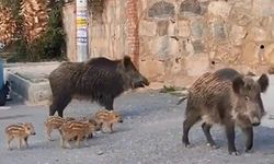 Aydın’ın yeni sokak hayvanları!