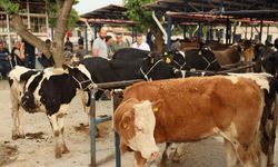 Didim’de kurban kesilebilecek yerler belli oldu