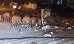 Aydın’da domuzları annelik içgüdüsü şehre yöneltti