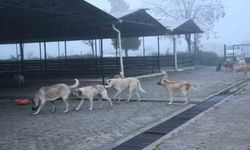 Aydın’daki hayvanseverler için yaşam alanı kurulacak