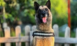 Kuşadası’nda sayısız hayat kurtaran kahraman köpek öldü