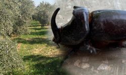 Zeytin bahçesinde çapa yapılırken bulundu! Değeri tam 90 bin dolar