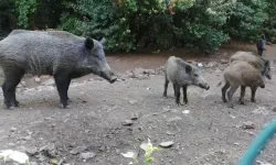 Domuzlar için tersine göç zamanı