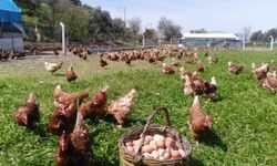 Yumurta fiyatları düştü! İşte Aydın’daki yumurta fiyatları