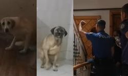 Apartman dairesinde 12 köpekle yaşayan kadına gözaltı! Hayvanların psikolojisi bozulmuş