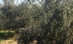 Zeytin bahçesinde korkunç manzara! Ağaca bakanlar gördükleriyle dehşete düştü