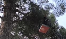 Nazilli’de saksağan kurtarma operasyonu: Yavru saksağan yuvaya döndü