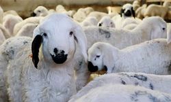 Kurbanlık fiyatlarının uygun olduğu iller netleşti! İşte Aydın’da ortalama kurbanlık fiyatları
