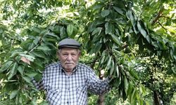 Aydın’da meyve yokluğu yaşanıyor
