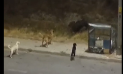 Söke’de tedirgin eden manzara! Yaban domuzları sokak köpekleriyle karşı karşıya