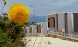 Aydın’da bu çiçeği koparmanın cezası 557 bin!