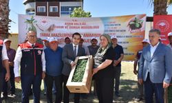 Buharkent’te üreticiye domates fidesi dağıtıldı